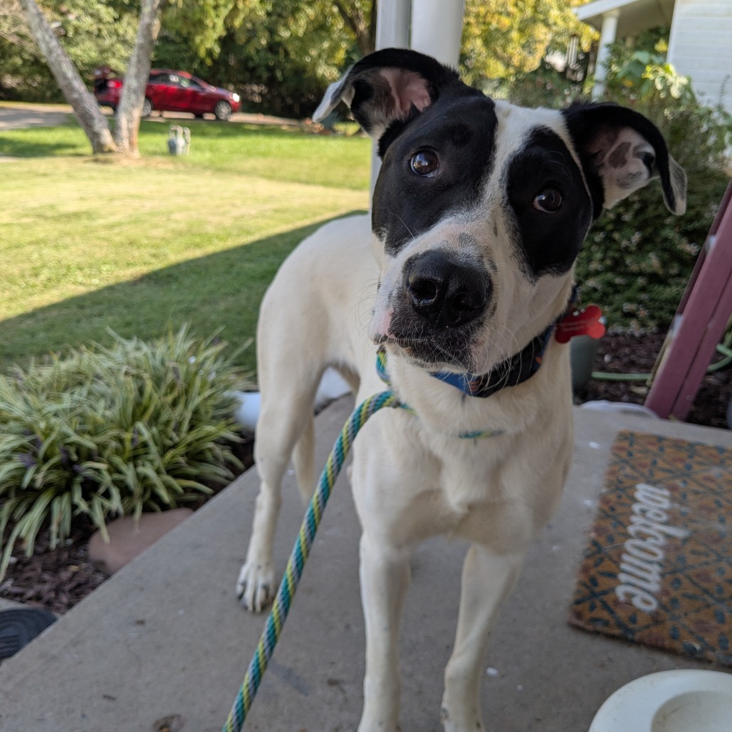 McCartney, an adoptable McNab, Mixed Breed in Huntington, WV, 25704 | Photo Image 4