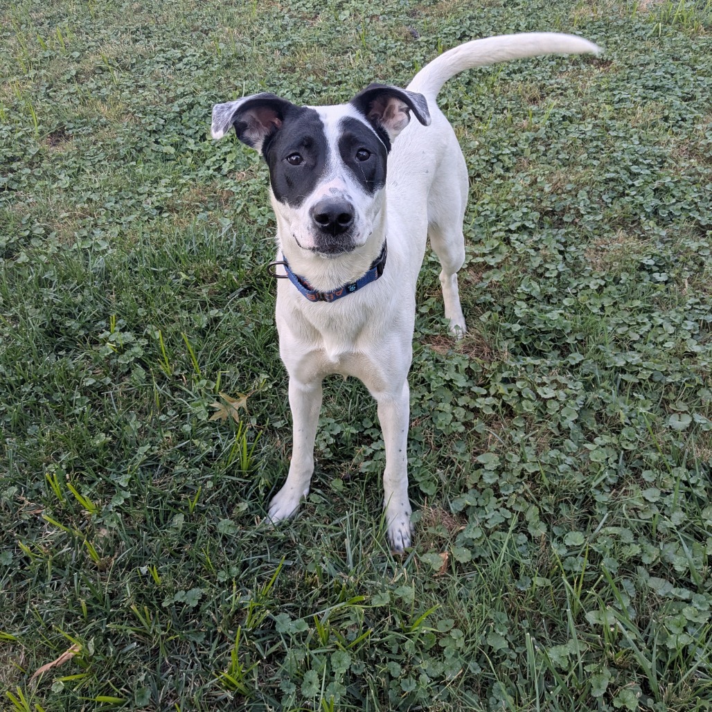 McCartney, an adoptable McNab, Mixed Breed in Huntington, WV, 25704 | Photo Image 5