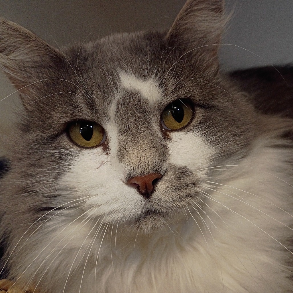 Billy, an adoptable Domestic Medium Hair in Cody, WY, 82414 | Photo Image 1