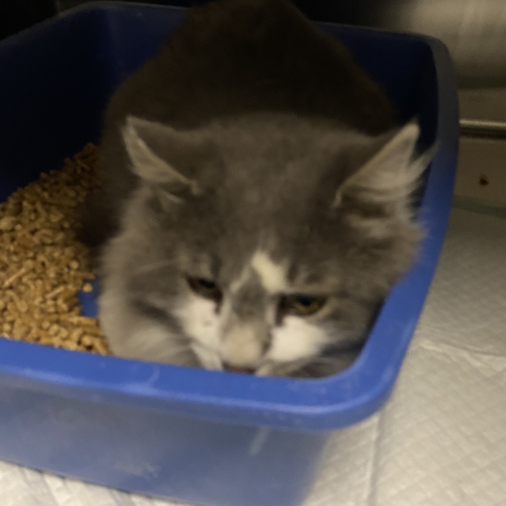 Billy, an adoptable Domestic Medium Hair in Cody, WY, 82414 | Photo Image 2