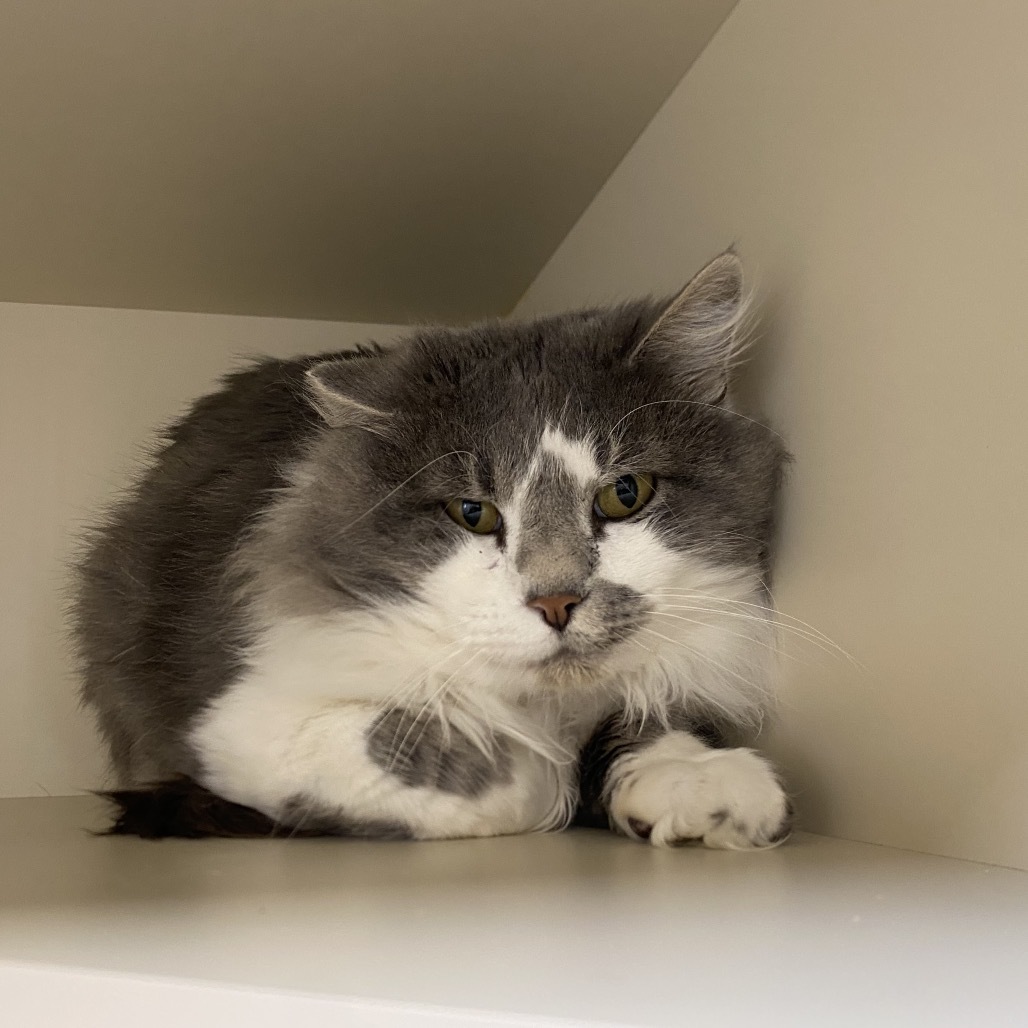 Billy, an adoptable Domestic Medium Hair in Cody, WY, 82414 | Photo Image 3