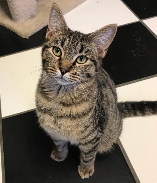 Sozin, an adoptable Domestic Short Hair in Corpus Christi, TX, 78414 | Photo Image 1