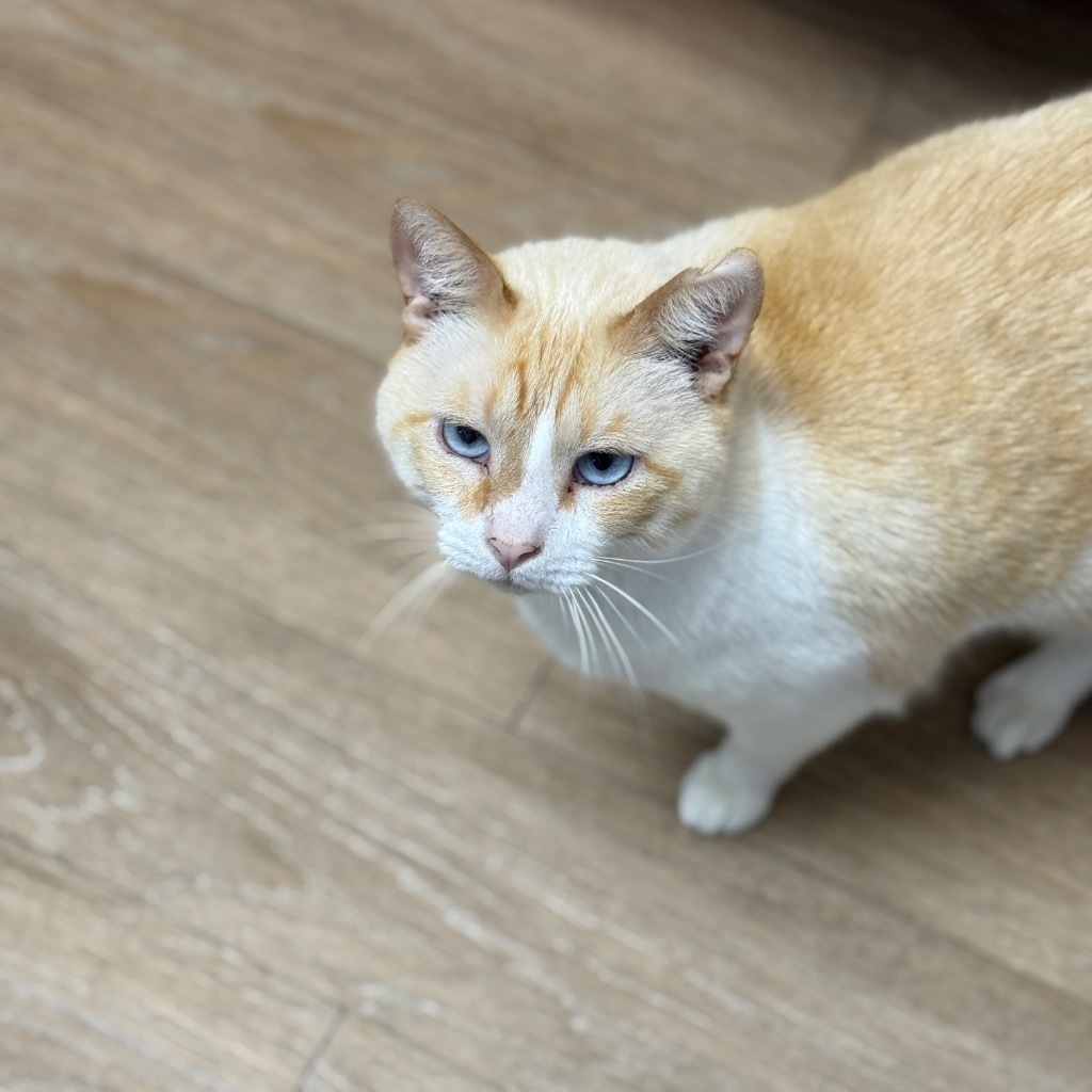 Cyrus, an adoptable Domestic Short Hair in Corpus Christi, TX, 78414 | Photo Image 1