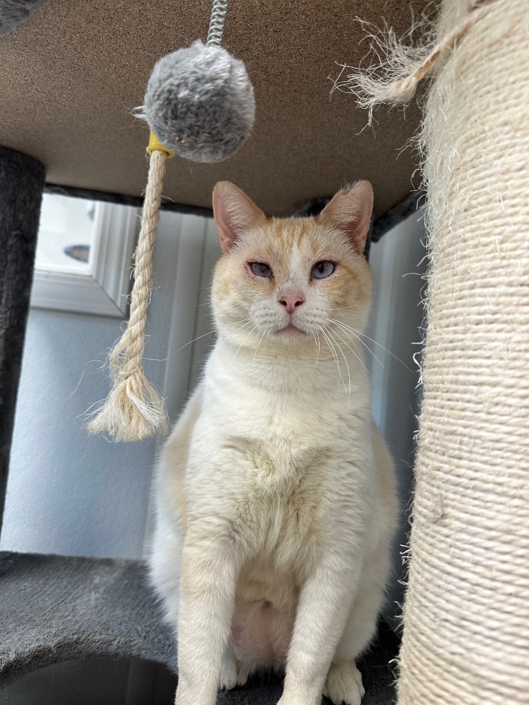 Cyrus, an adoptable Domestic Short Hair in Corpus Christi, TX, 78414 | Photo Image 2