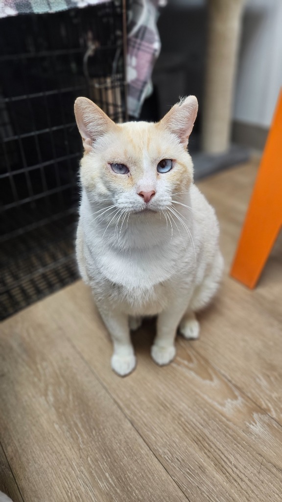 Cyrus, an adoptable Domestic Short Hair in Corpus Christi, TX, 78414 | Photo Image 3