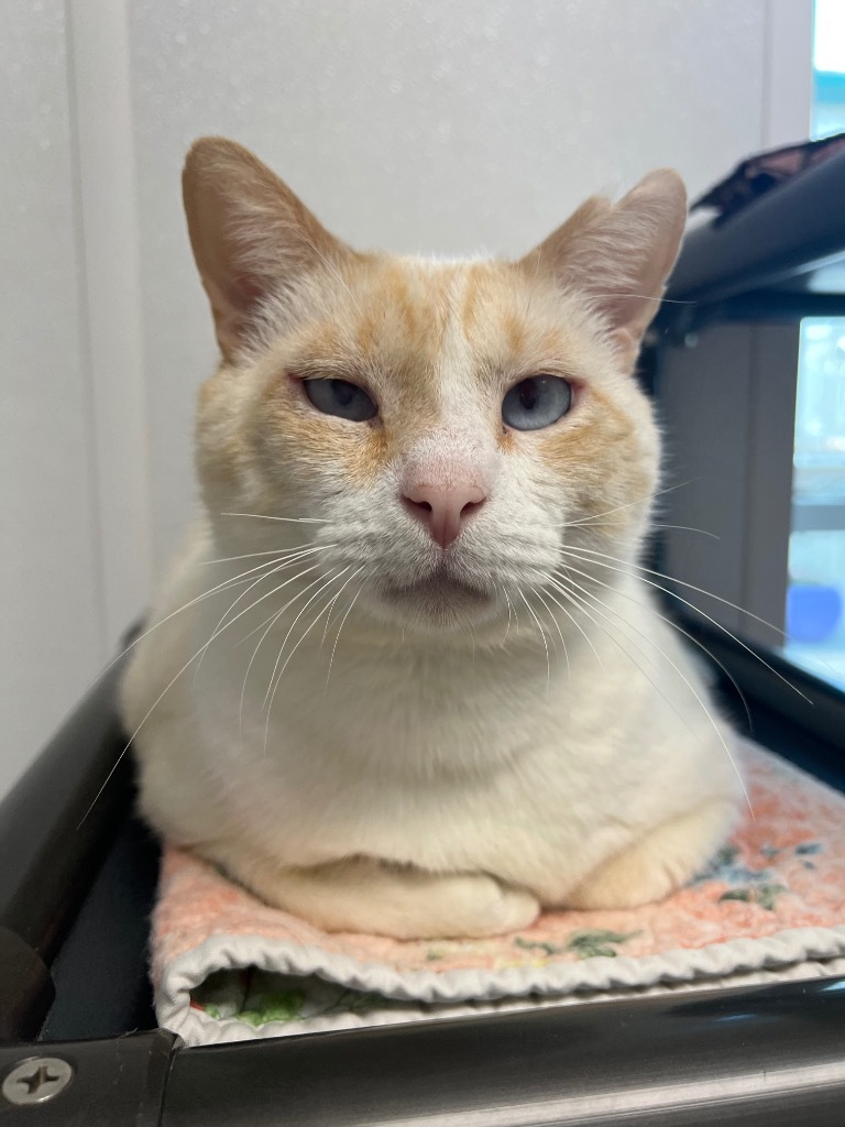 Cyrus, an adoptable Domestic Short Hair in Corpus Christi, TX, 78414 | Photo Image 4