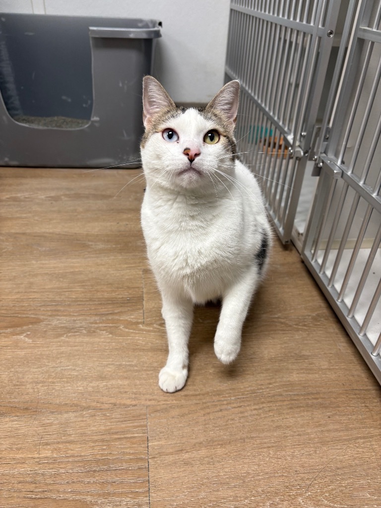 Mistletoe, an adoptable Domestic Short Hair in Corpus Christi, TX, 78414 | Photo Image 1