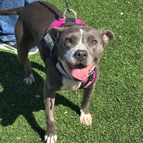 Charish Autumn thumbnail 2