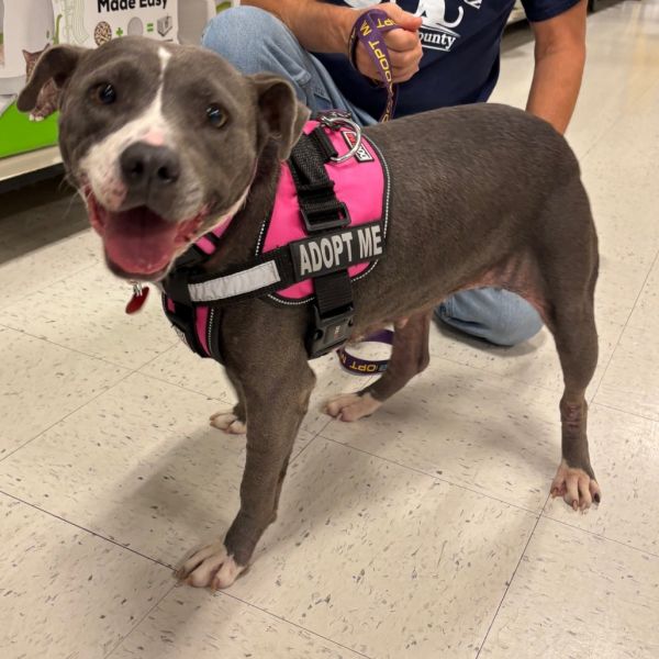 Charish Autumn thumbnail 3