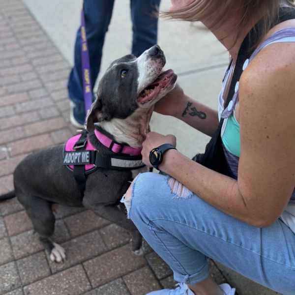 Charish Autumn thumbnail 4