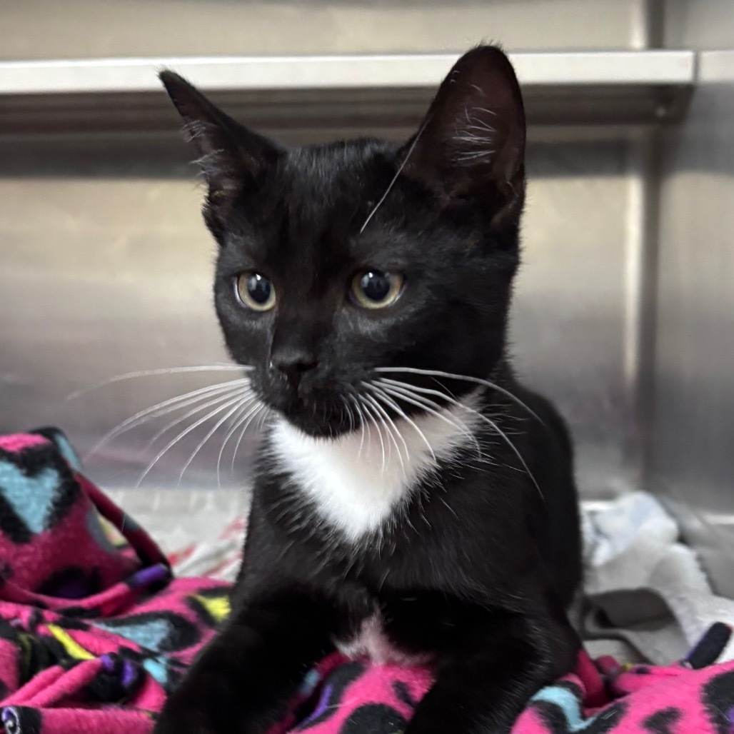 Sylvester 27982