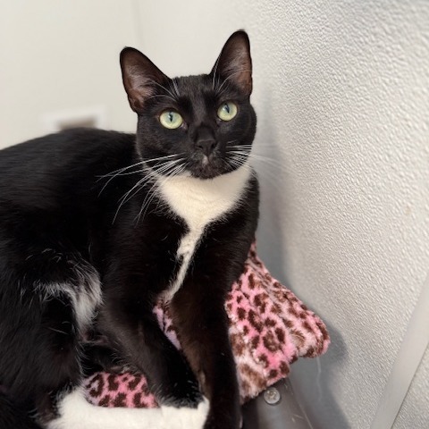 Coco