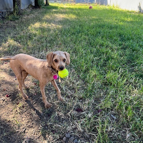 Beauregard