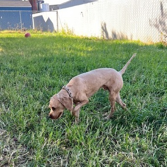 Beauregard