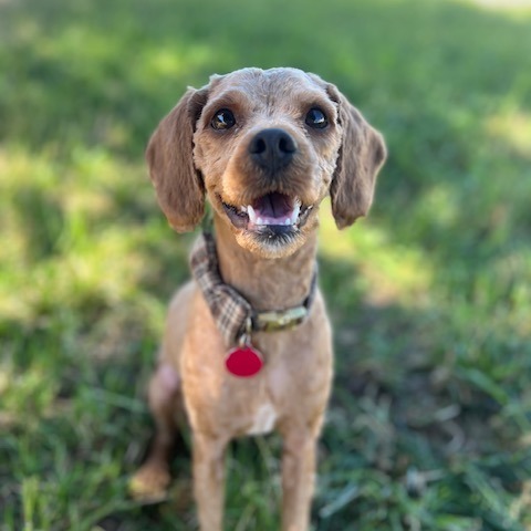 Beauregard