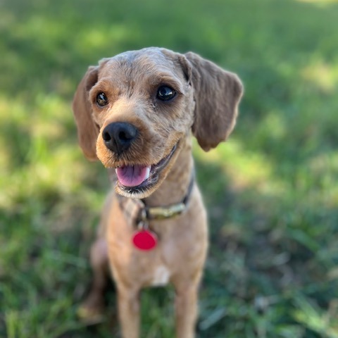 Beauregard