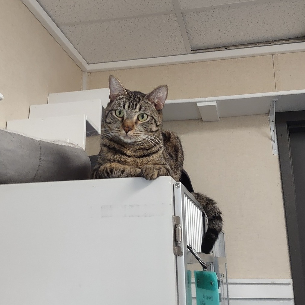 Frankie