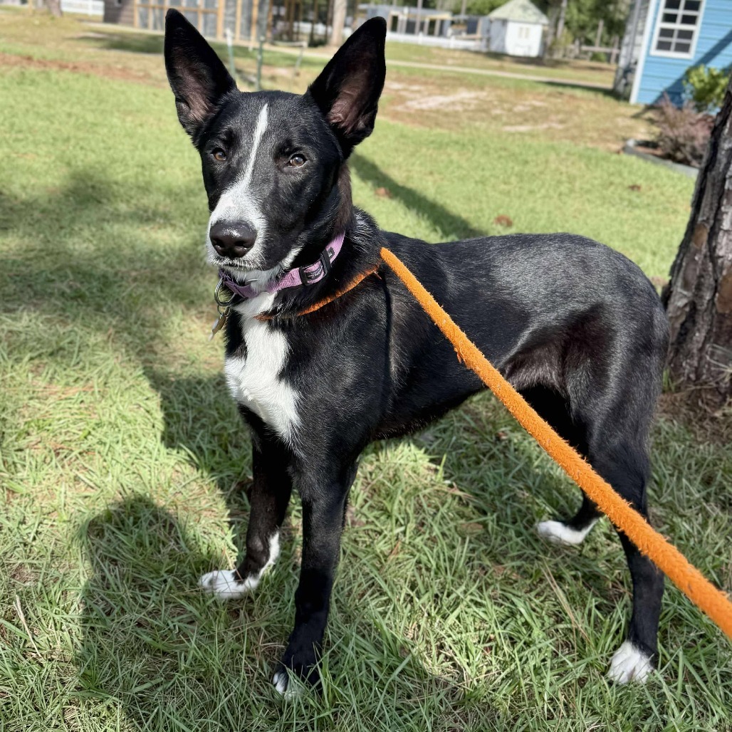 Ringo