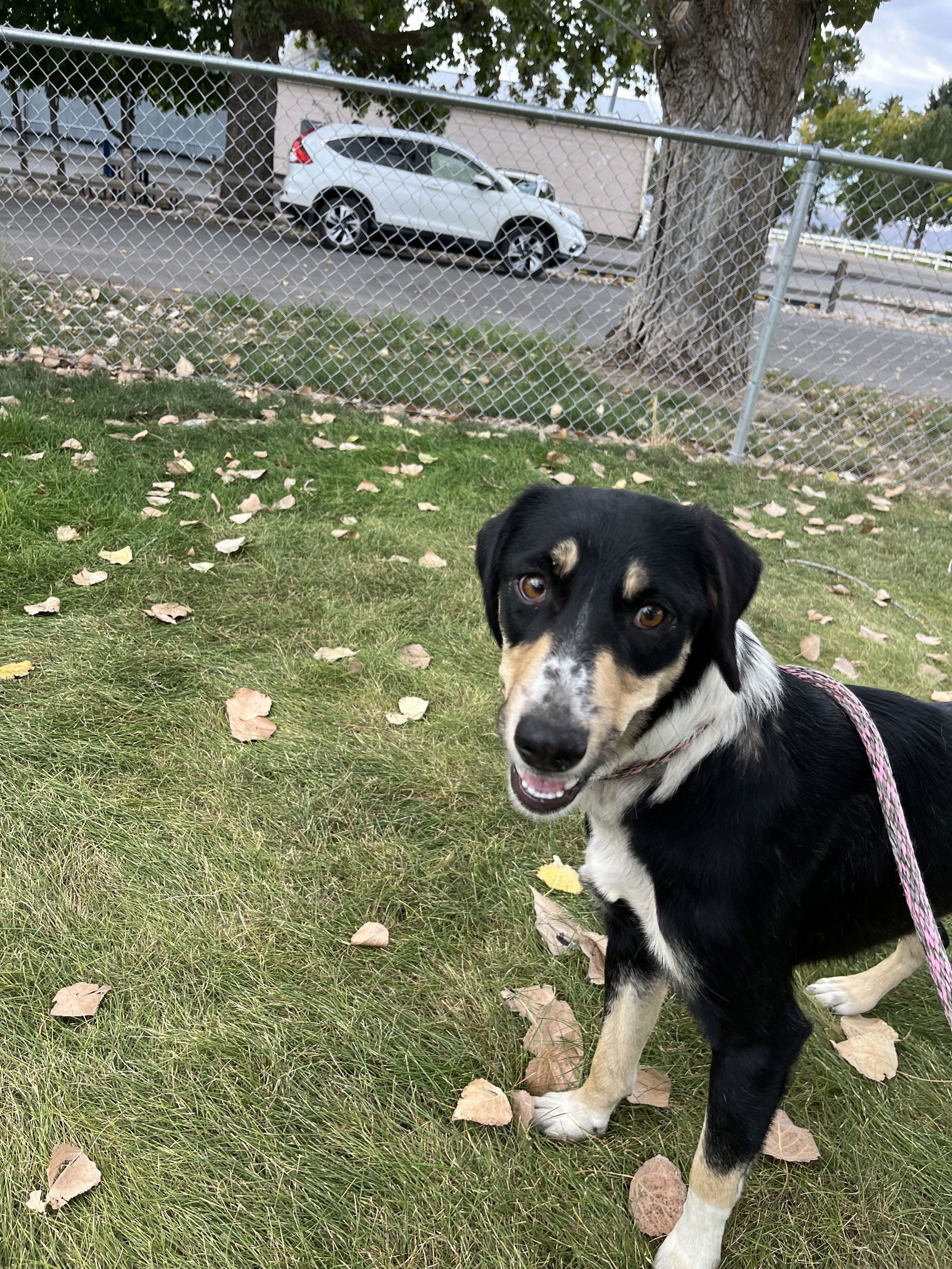 Josie, an adoptable Mixed Breed in Emmett, ID, 83617 | Photo Image 1