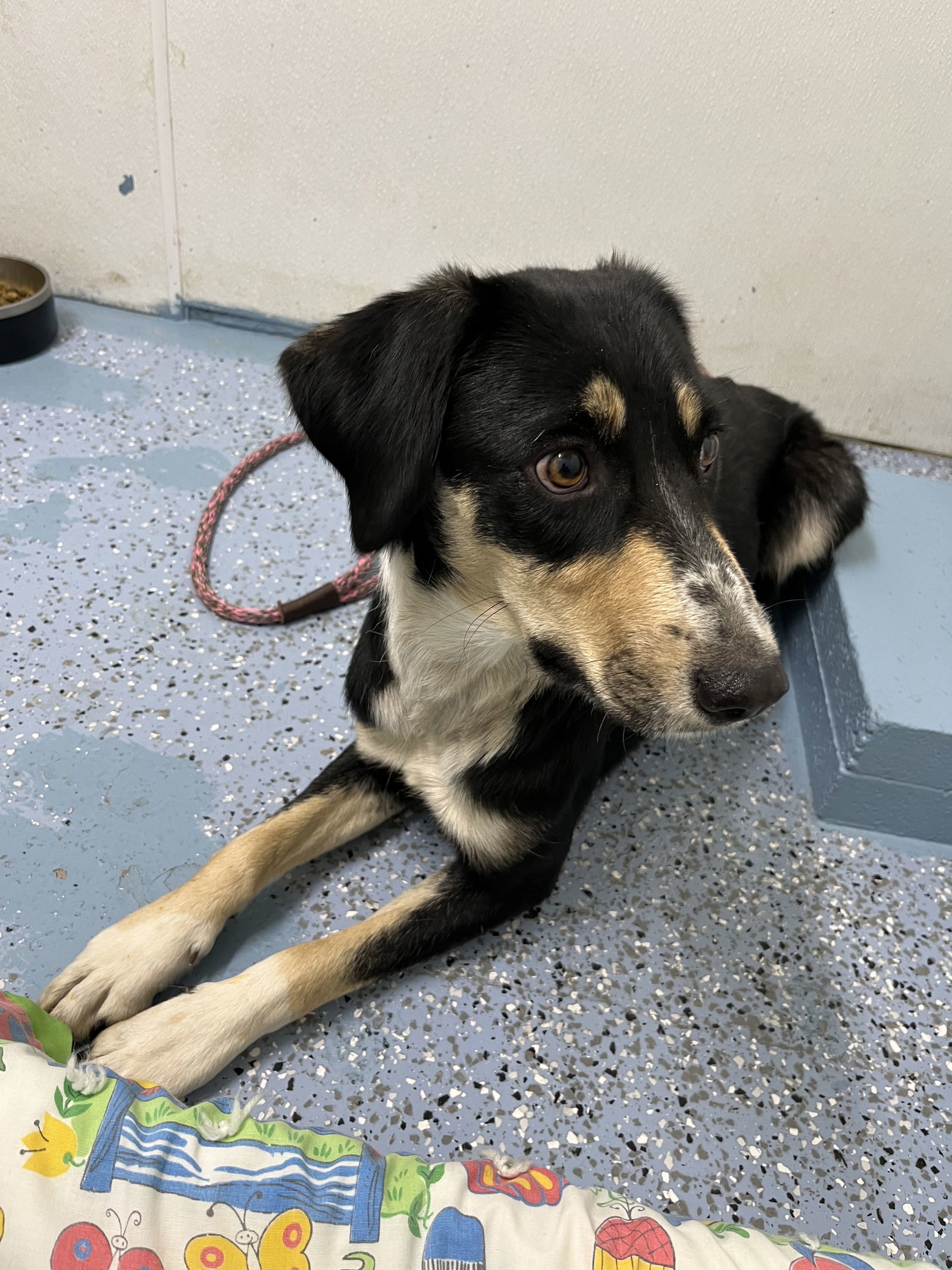 Josie, an adoptable Mixed Breed in Emmett, ID, 83617 | Photo Image 2