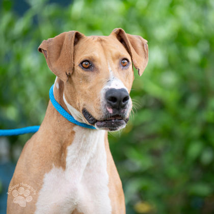 Cabbage, an adoptable Rhodesian Ridgeback, Mixed Breed in Honolulu, HI, 96826 | Photo Image 1