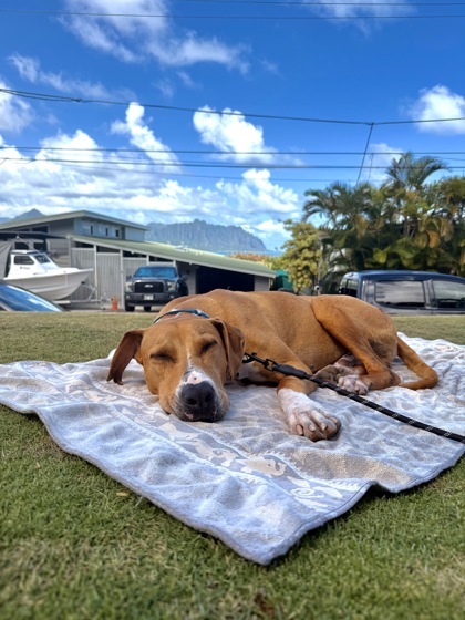 Cabbage, an adoptable Rhodesian Ridgeback, Mixed Breed in Honolulu, HI, 96826 | Photo Image 2
