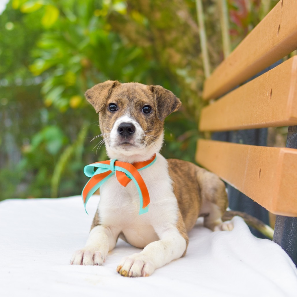 Tiger Lily, an adoptable Mixed Breed in Kailua Kona, HI, 96740 | Photo Image 1