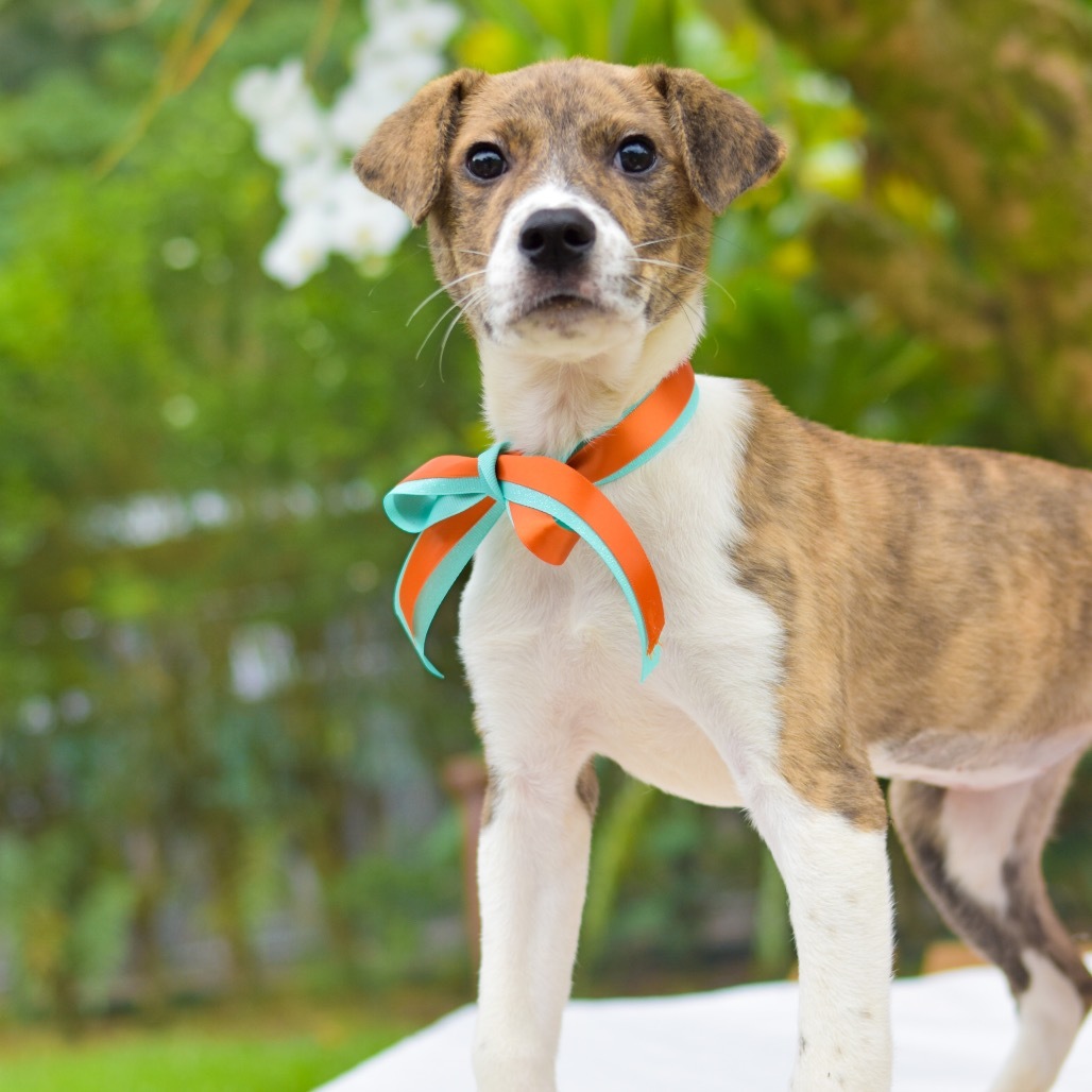 Tiger Lily, an adoptable Mixed Breed in Kailua Kona, HI, 96740 | Photo Image 2