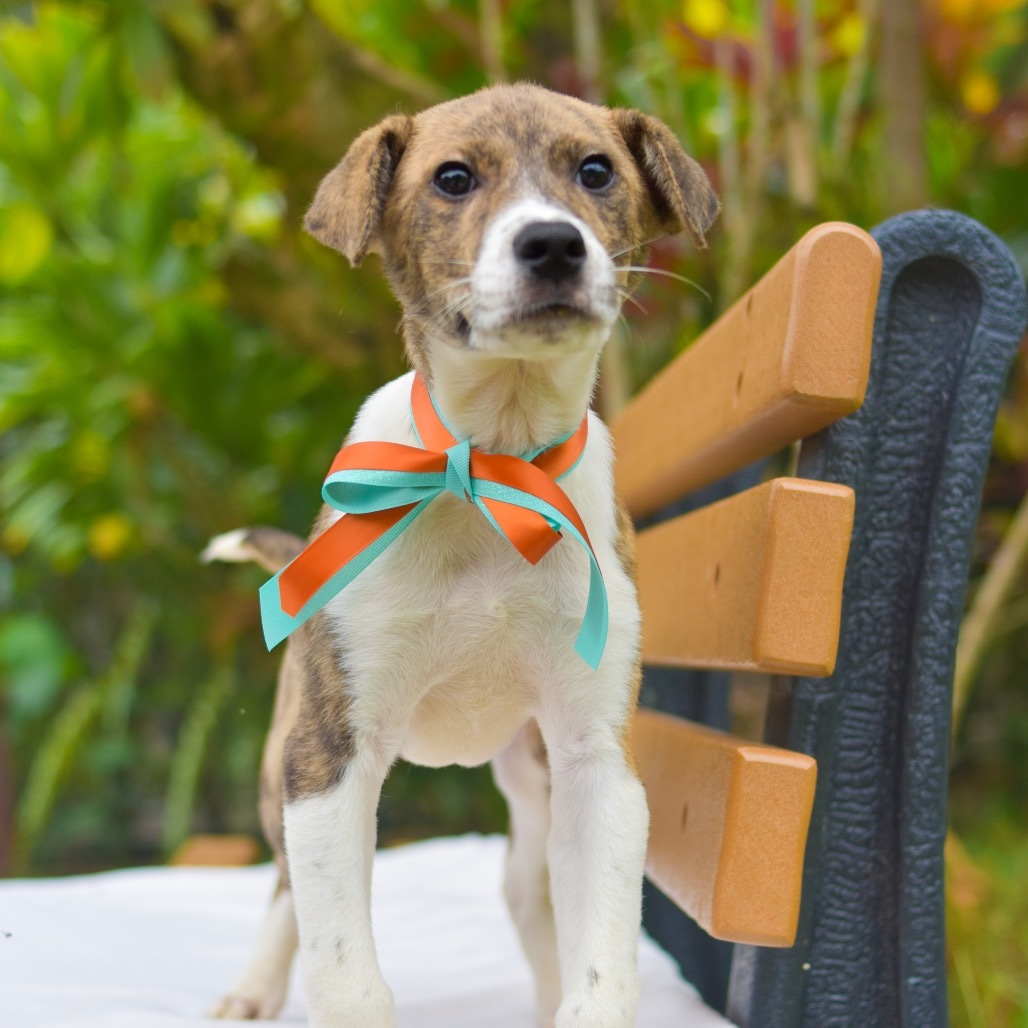 Tiger Lily, an adoptable Mixed Breed in Kailua Kona, HI, 96740 | Photo Image 3