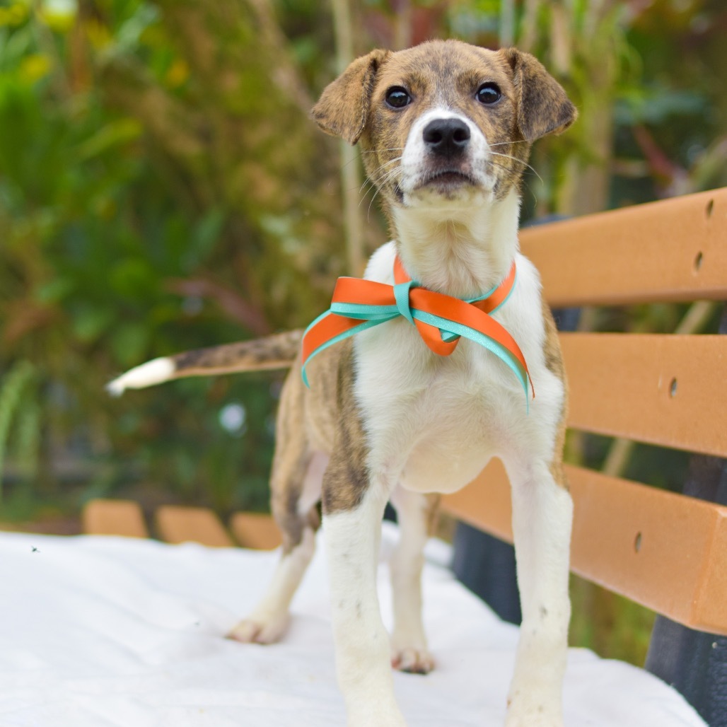 Tiger Lily, an adoptable Mixed Breed in Kailua Kona, HI, 96740 | Photo Image 4