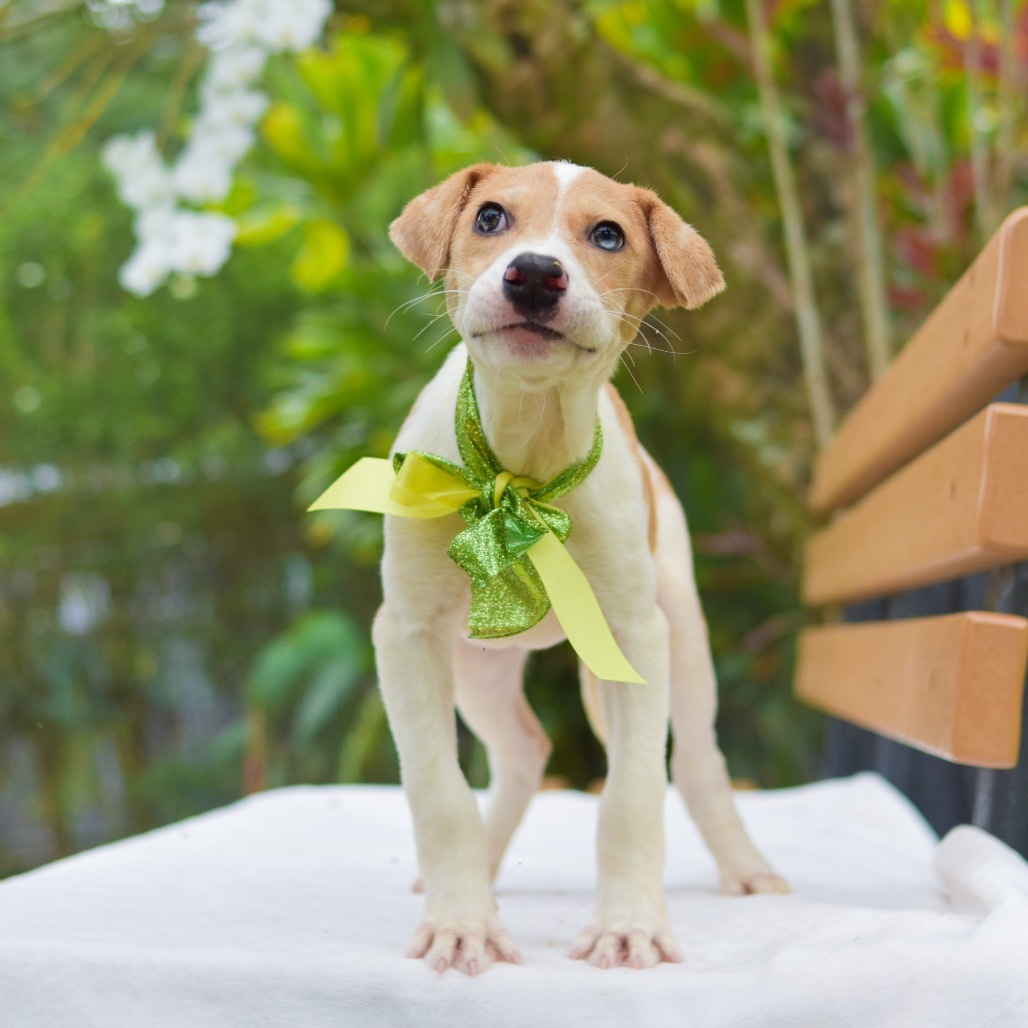 Tinker Bell, an adoptable Mixed Breed in Kailua Kona, HI, 96740 | Photo Image 1