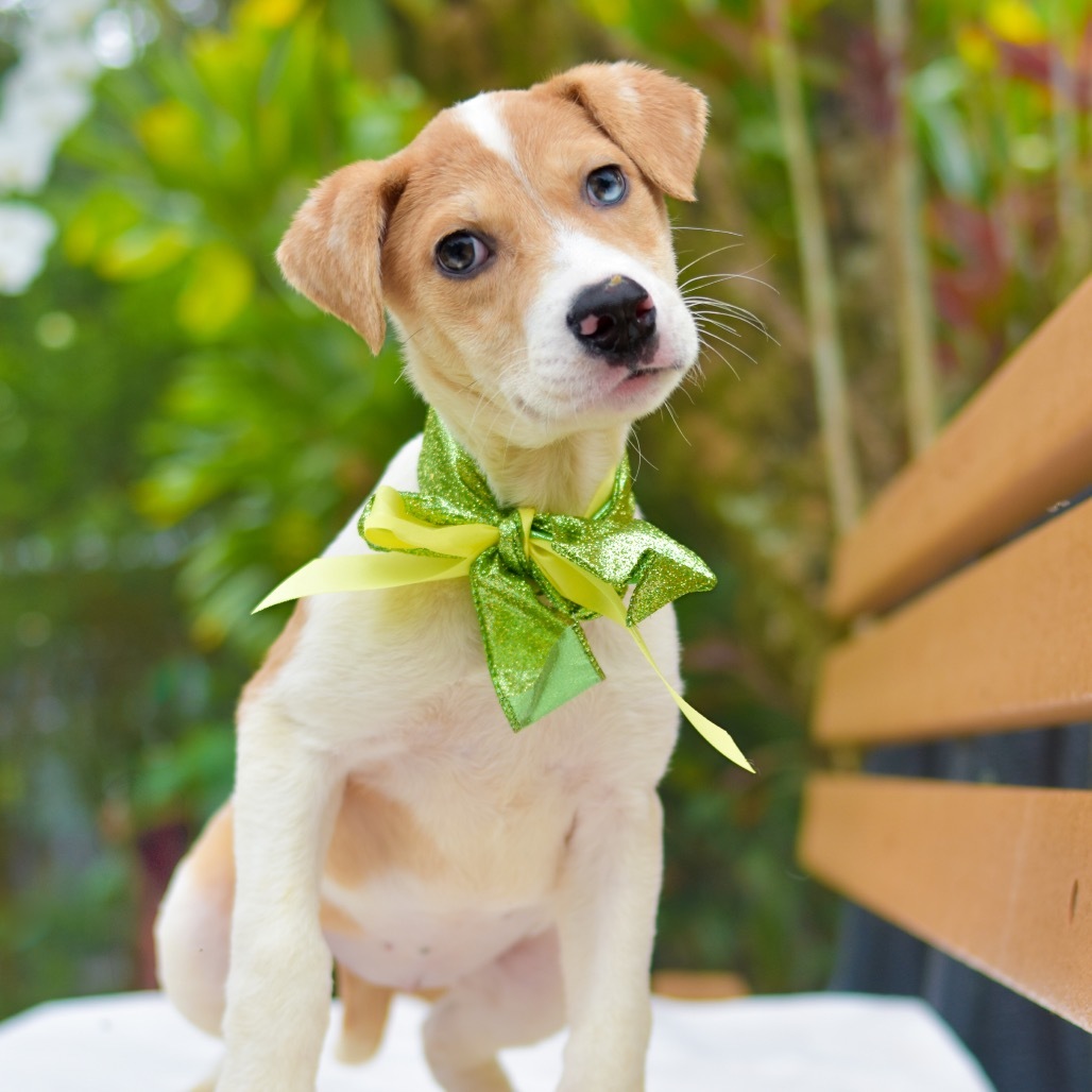 Tinker Bell, an adoptable Mixed Breed in Kailua Kona, HI, 96740 | Photo Image 2