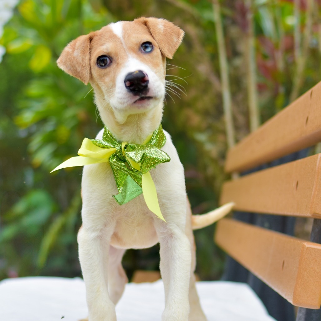 Tinker Bell, an adoptable Mixed Breed in Kailua Kona, HI, 96740 | Photo Image 3