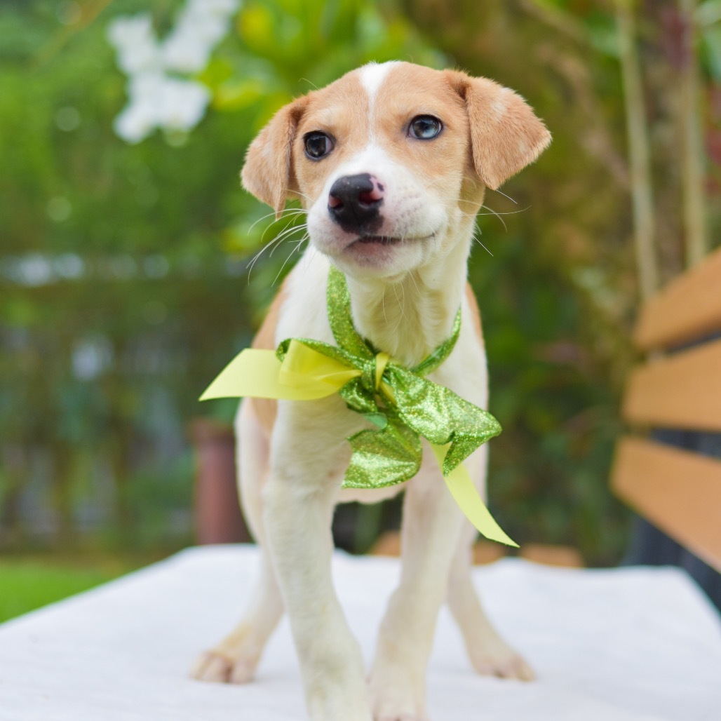 Tinker Bell, an adoptable Mixed Breed in Kailua Kona, HI, 96740 | Photo Image 4