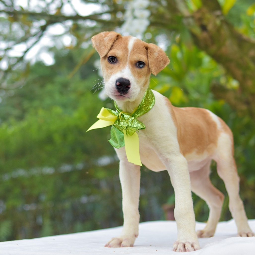 Tinker Bell, an adoptable Mixed Breed in Kailua Kona, HI, 96740 | Photo Image 5