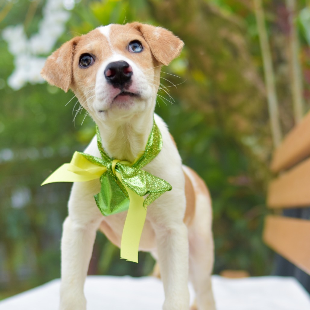 Tinker Bell, an adoptable Mixed Breed in Kailua Kona, HI, 96740 | Photo Image 6