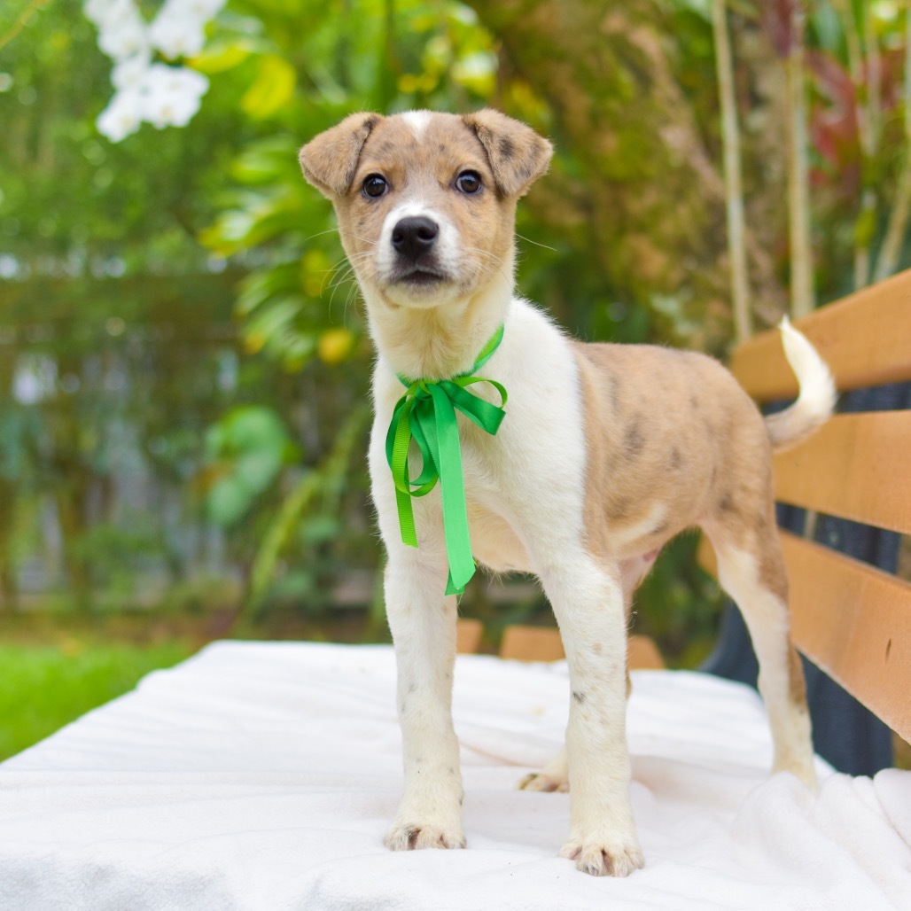 Tick-Tock, an adoptable Mixed Breed in Kailua Kona, HI, 96740 | Photo Image 1