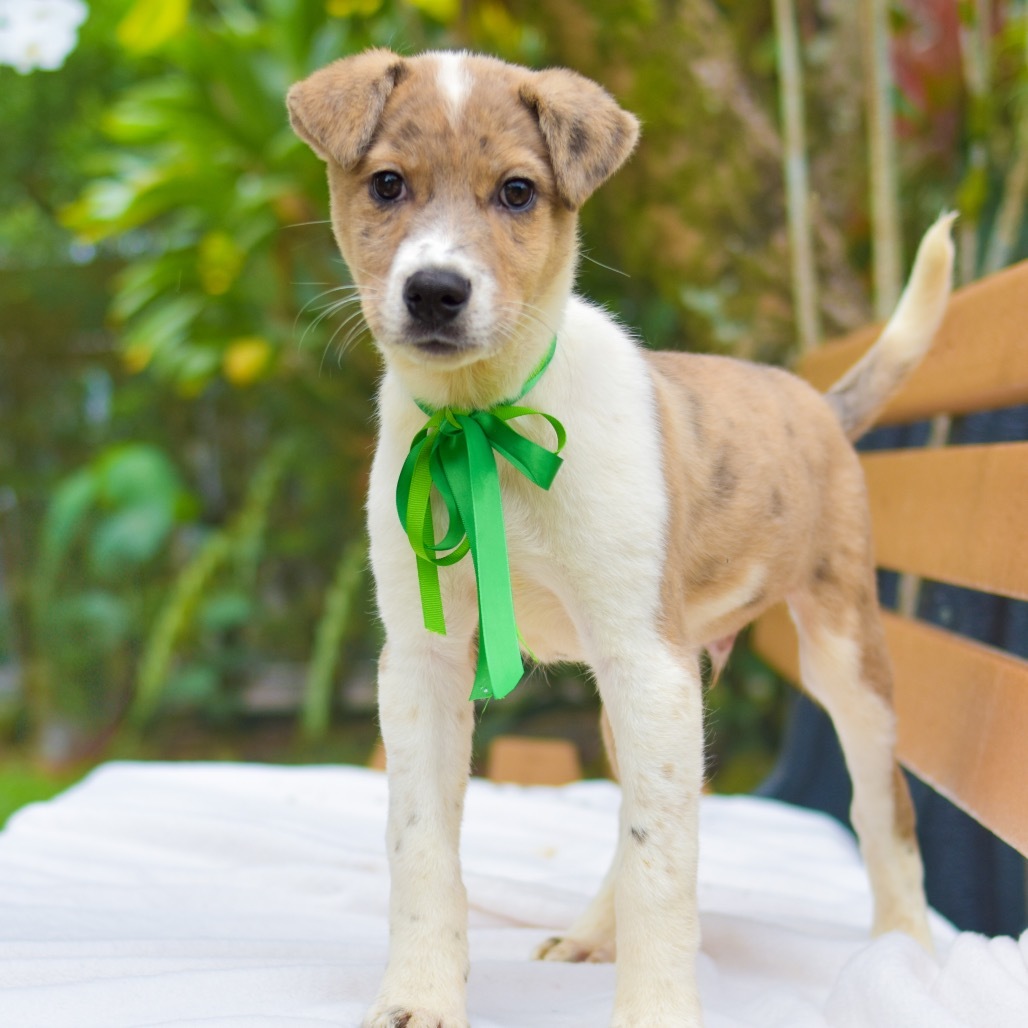 Tick-Tock, an adoptable Mixed Breed in Kailua Kona, HI, 96740 | Photo Image 2