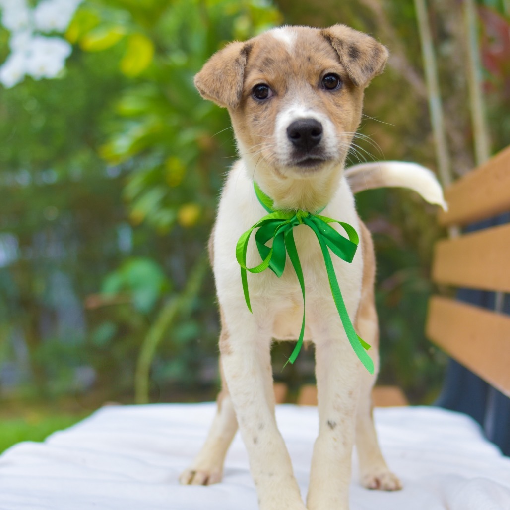 Tick-Tock, an adoptable Mixed Breed in Kailua Kona, HI, 96740 | Photo Image 3