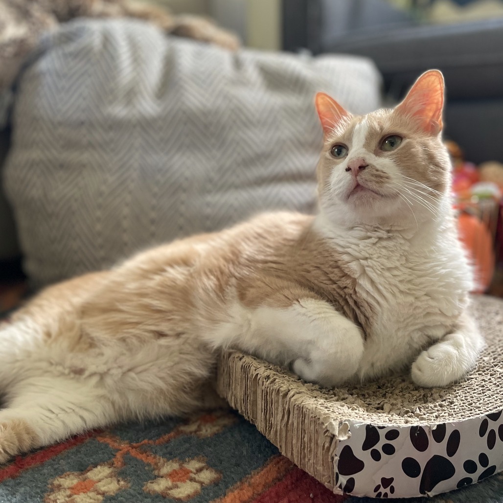 Pumpkin (Pie with Cinnamon Whipped Cream)