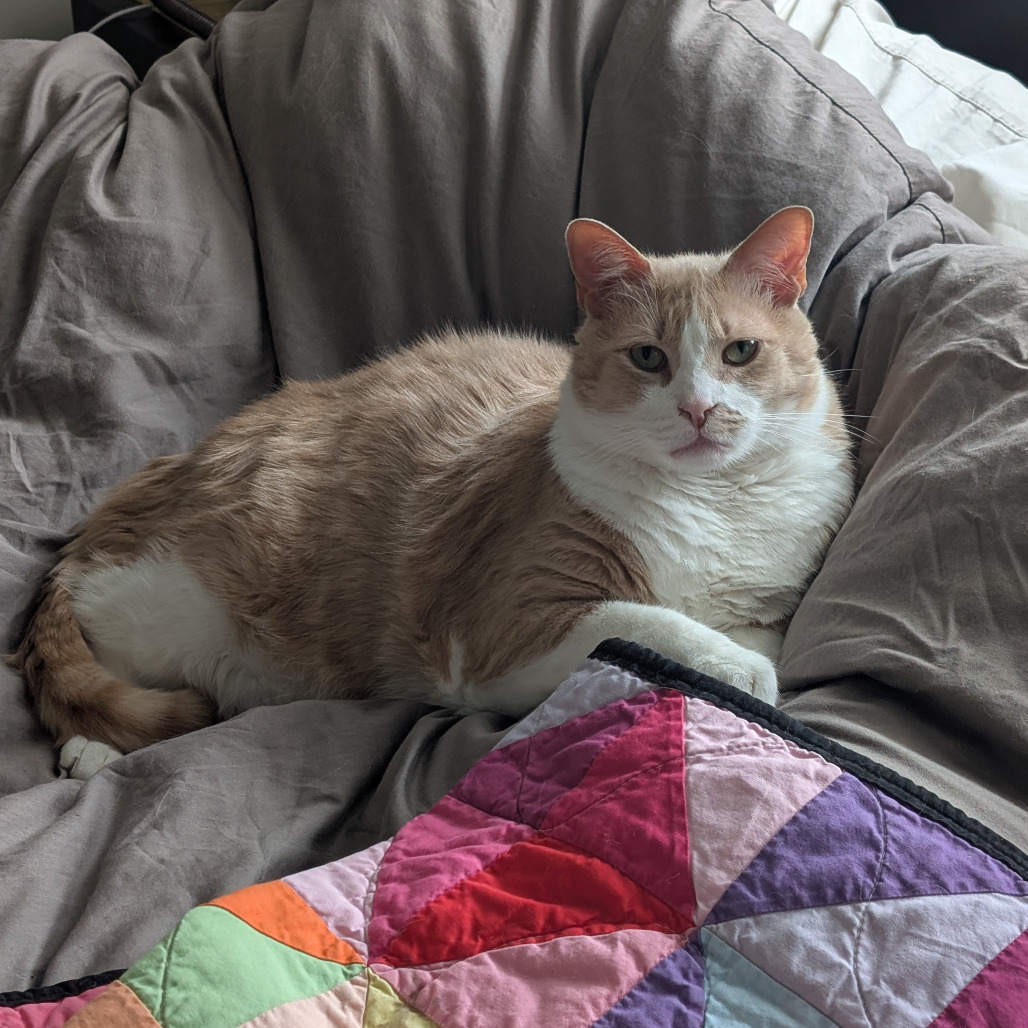 Pumpkin (Pie with Cinnamon Whipped Cream)