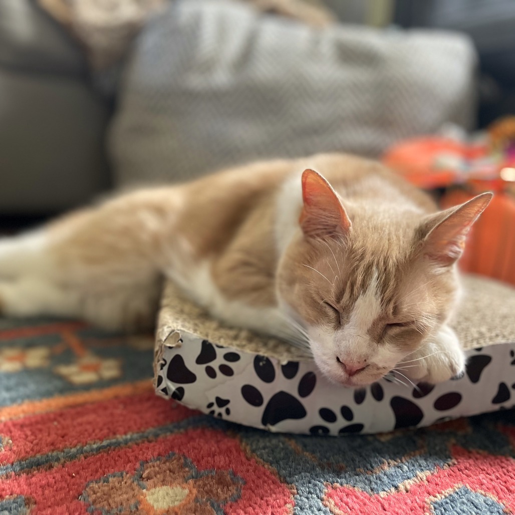 Pumpkin (Pie with Cinnamon Whipped Cream)