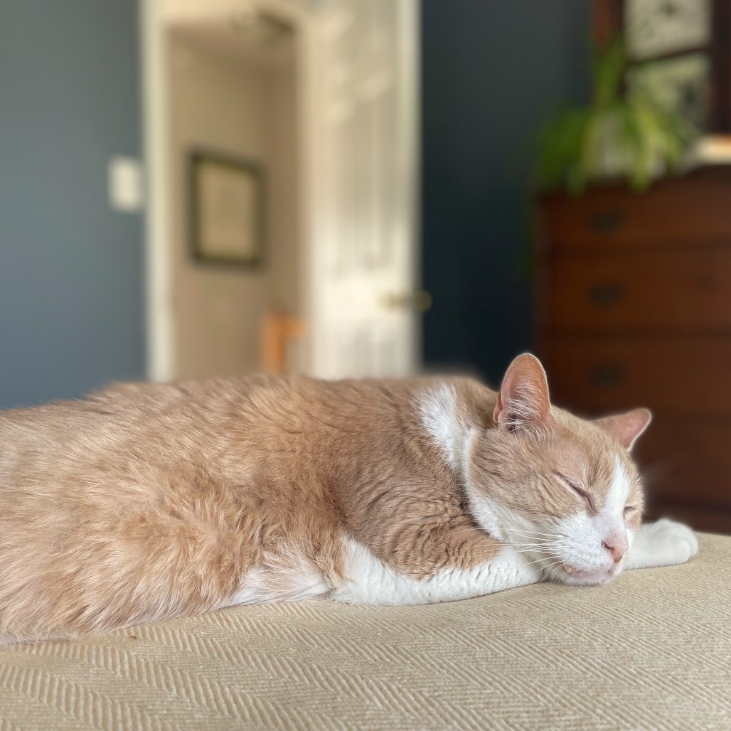 Pumpkin (Pie with Cinnamon Whipped Cream)
