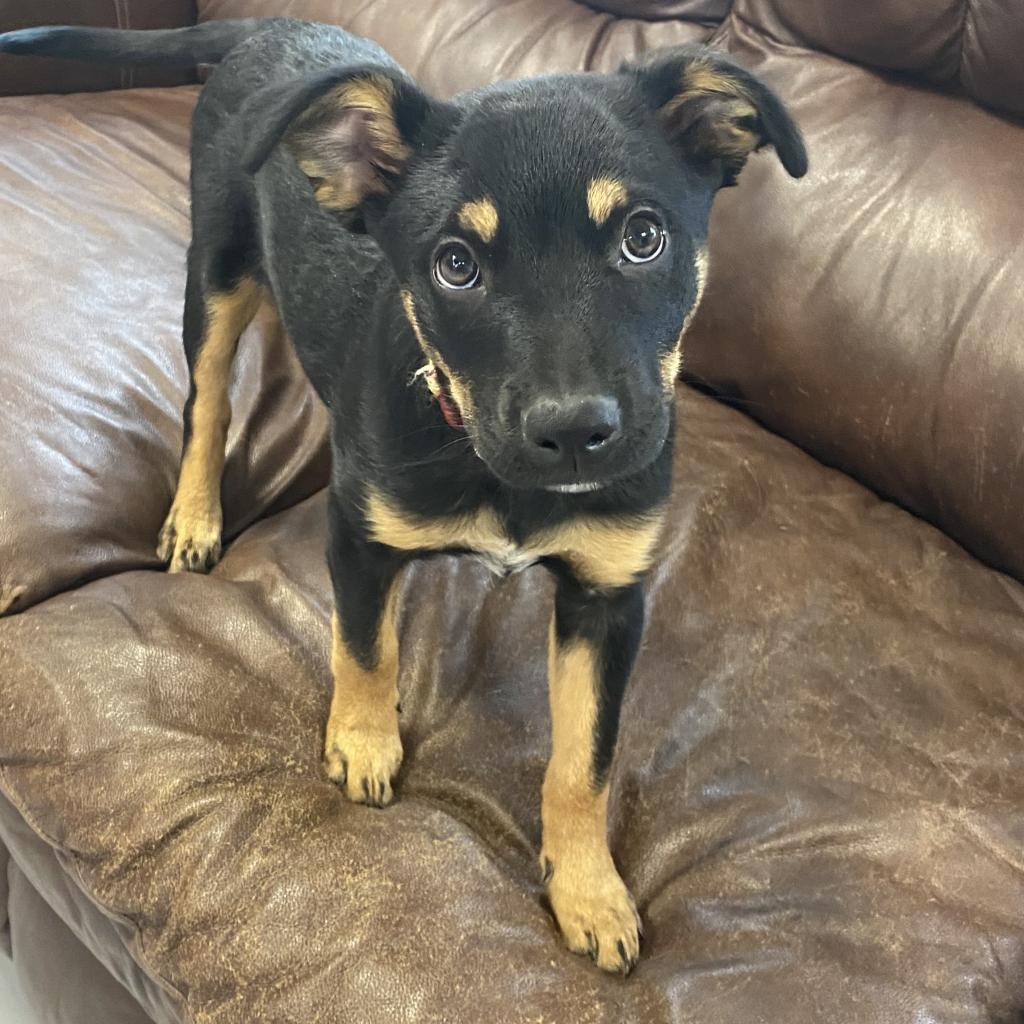 Stella