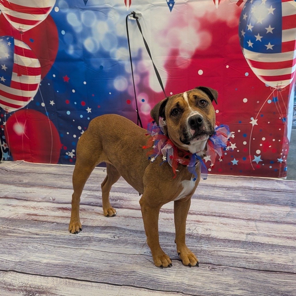 Phoebe, an adoptable Pit Bull Terrier in Show Low, AZ, 85901 | Photo Image 1