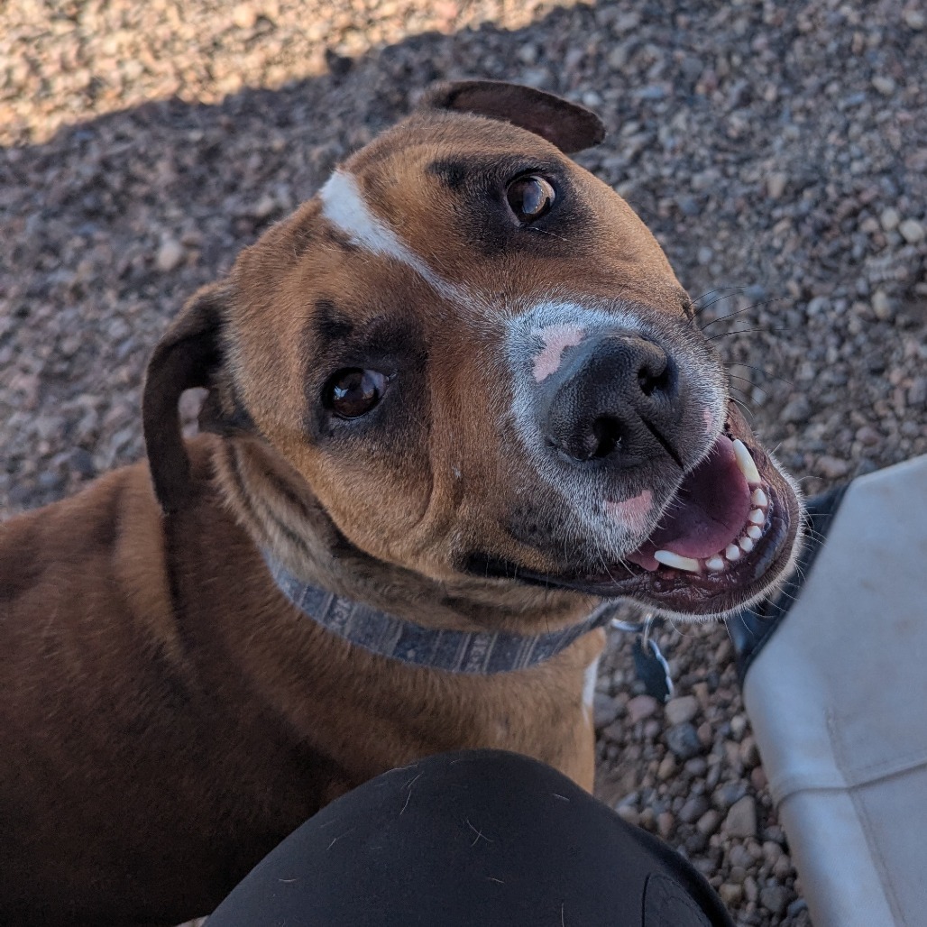Phoebe, an adoptable Pit Bull Terrier in Show Low, AZ, 85901 | Photo Image 2