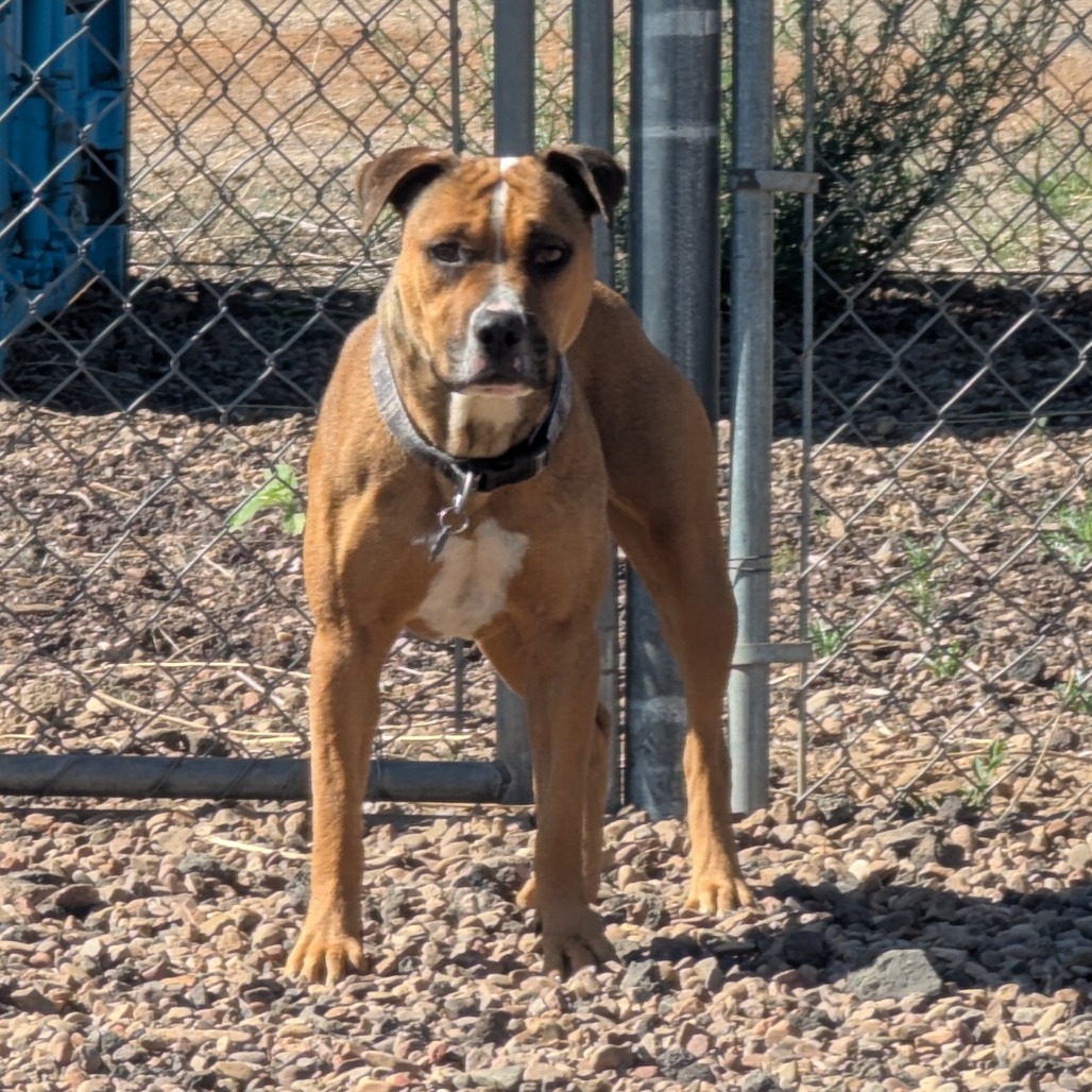 Phoebe, an adoptable Pit Bull Terrier in Show Low, AZ, 85901 | Photo Image 3