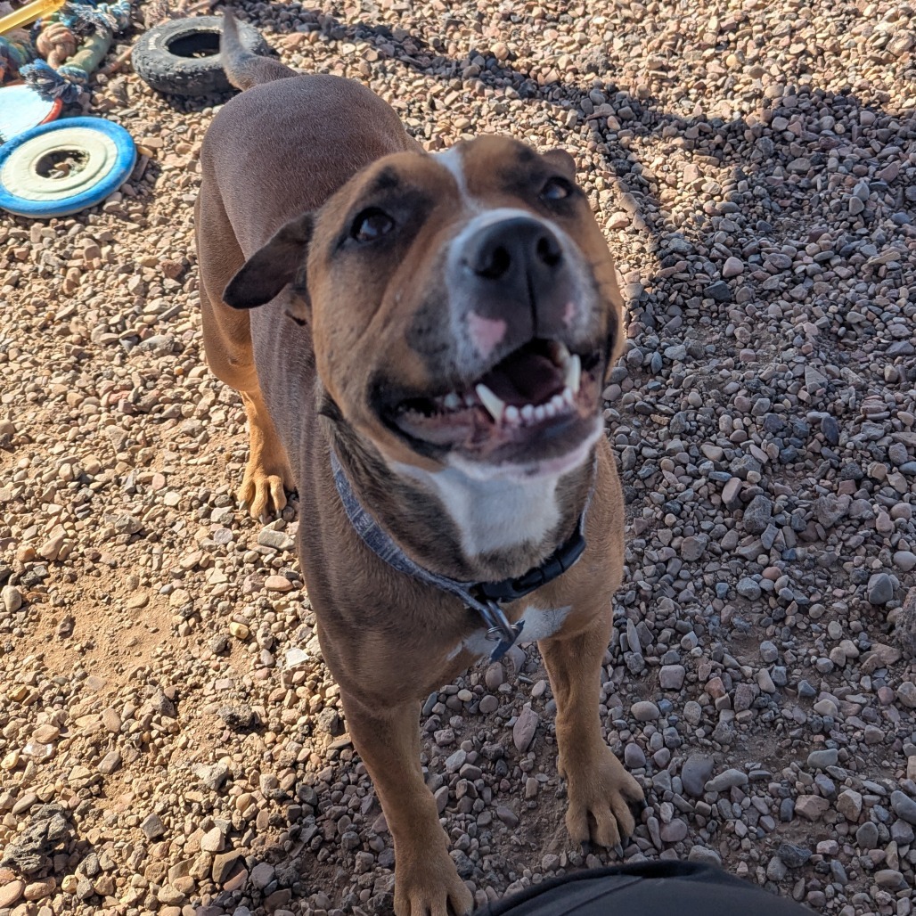 Phoebe, an adoptable Pit Bull Terrier in Show Low, AZ, 85901 | Photo Image 4