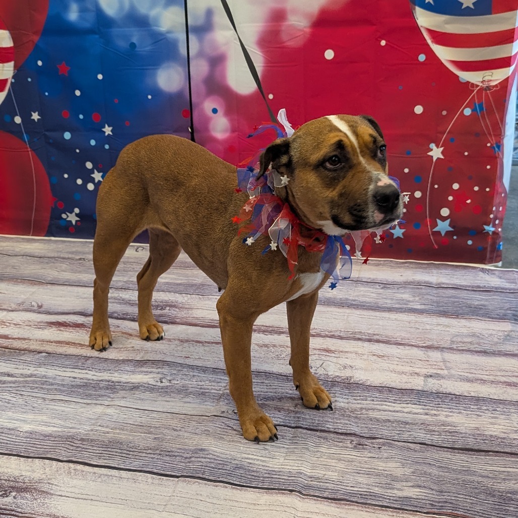 Phoebe, an adoptable Pit Bull Terrier in Show Low, AZ, 85901 | Photo Image 5