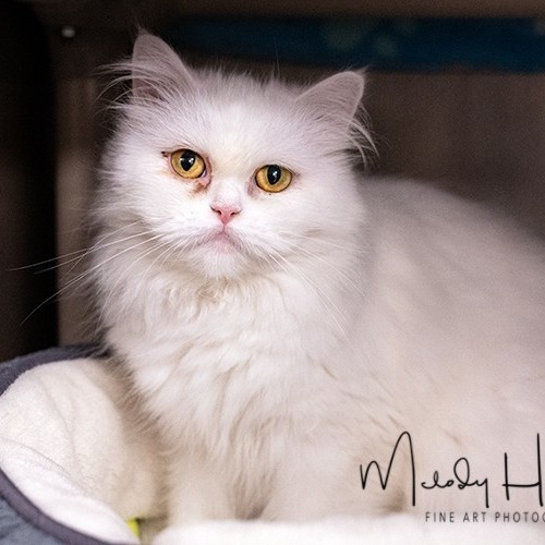 Smooshface Snow White